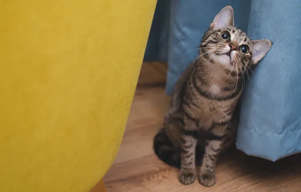 Cat, cat, look, blue, yellow, grey, background, floor