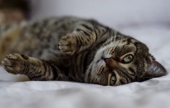 Cat, Cat, Rocky, Beautiful