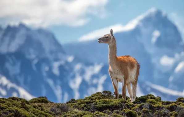 Mountains, nature, lama guanicoe