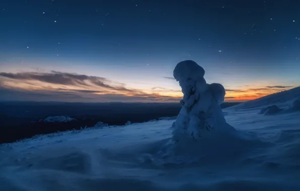 Picture winter, snow, trees, landscape, night, nature, stars, ate