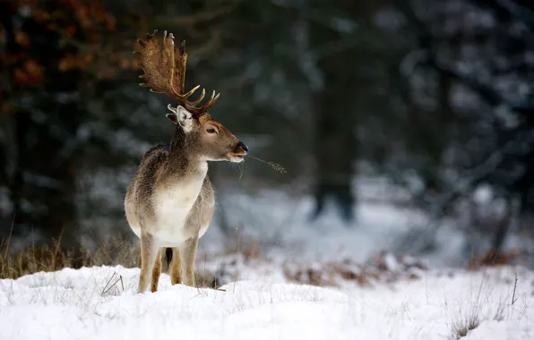 Picture winter, nature, deer, horns
