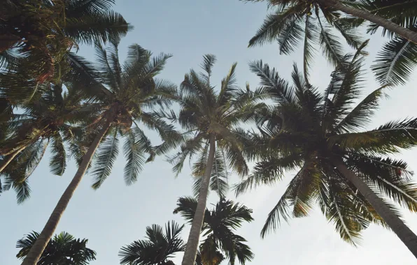 Picture beach, the sky, palm trees, beach, sky, palms, tropical