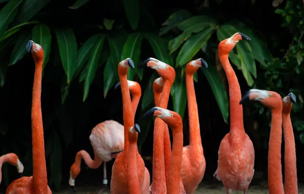 Birds, the dark background, pack, Flamingo, a lot, pink flamingos, party