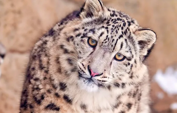 Look, face, IRBIS, snow leopard, sideways