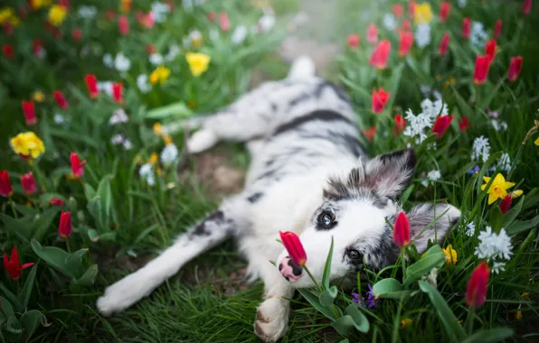 Picture white, look, face, flowers, pose, glade, dog, spring