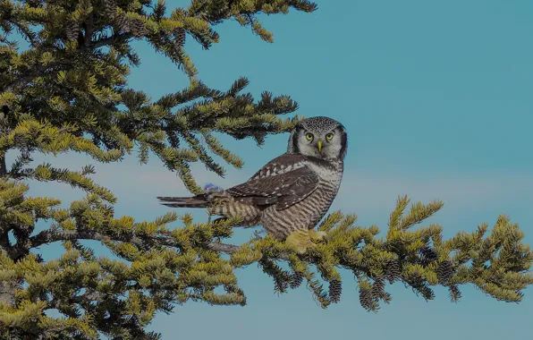 Picture the sky, owl, spruce