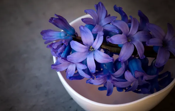 Picture macro, flowers, blue, background, dark, petals, Cup, still life