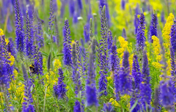 Field, summer, flowers, Veronica, yellow, insect, bumblebee, field