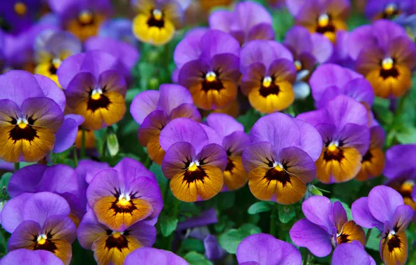 Flowers, spring, garden, purple, Pansy, flowerbed, lilac, two-tone
