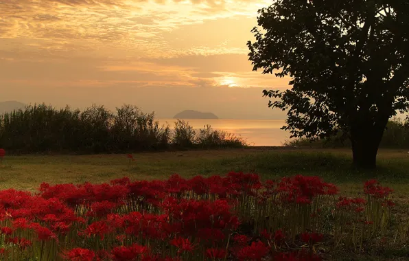 Sunset, flowers, tree, glade, Asia, red, the bushes, pond