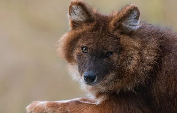 Look, wolf, portrait, red, puppy, lies, face, coyote