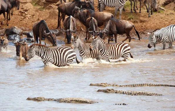 Wallpaper crocodile, Africa, drink, pond, the herd, antelope, Zebra ...