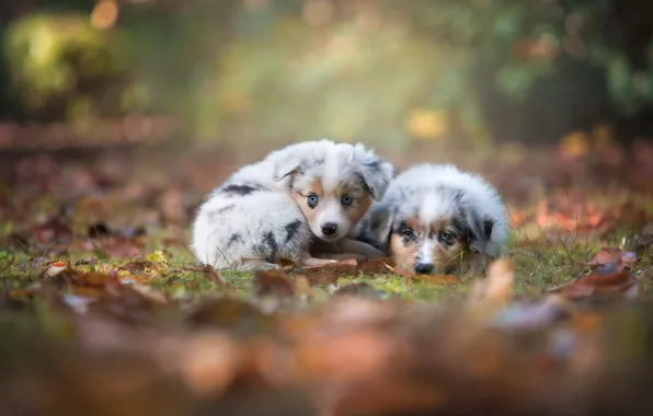Autumn, look, puppies, kids, a couple, bokeh, Australian shepherd, Aussie