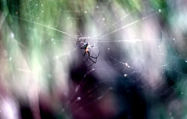 Picture WALLPAPER, PHOTO, MACRO, WEB, WALLPAPERS, SPIDER