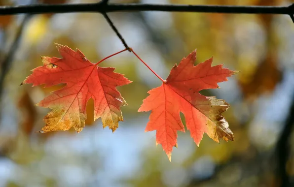 Autumn, leaves, nature