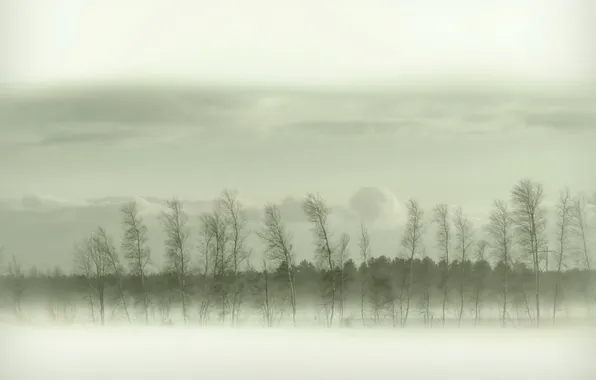 Field, trees, landscape, fog