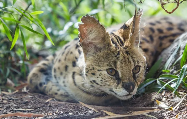 Face, predator, wild cat, Serval, Bush cat