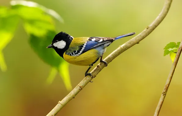 Picture nature, sheet, bird, branch, tit