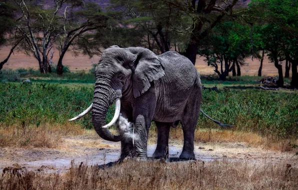 Picture elephant, African, Kenya