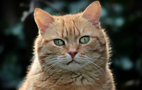 Cat, cat, face, background, portrait, red, green-eyed