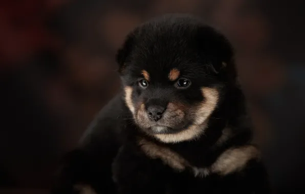 Picture background, puppy, face, doggie, Lana Polyakova