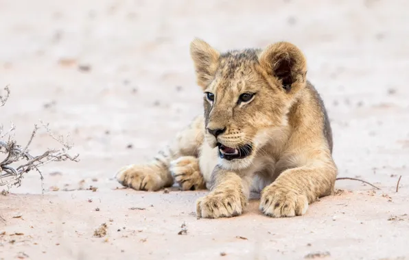 Nature, Leo, beast