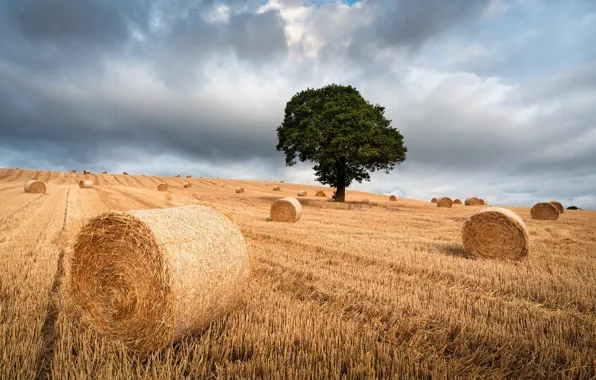 Picture field, summer, tree, hay