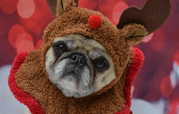 Look, pose, portrait, dog, ball, deer, Christmas, costume