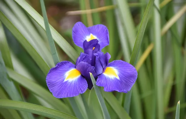 Flower, leaves, macro, lilac, spring, iris