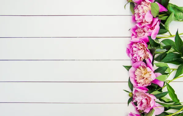 Flowers, pink, wood, pink, flowers, beautiful, peonies, peonies