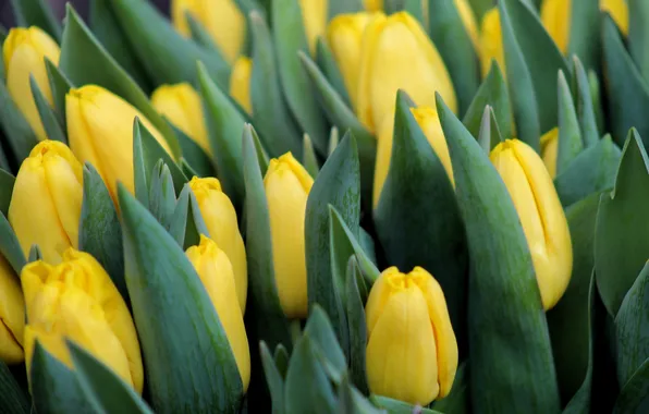 Leaves, flowers, bouquet, spring, yellow, tulips, buds, a lot