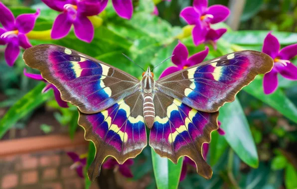 Leaves, flowers, butterfly, bright colors, digital art, created AI