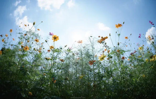 The sky, leaves, the sun, clouds, flowers, stem, buds