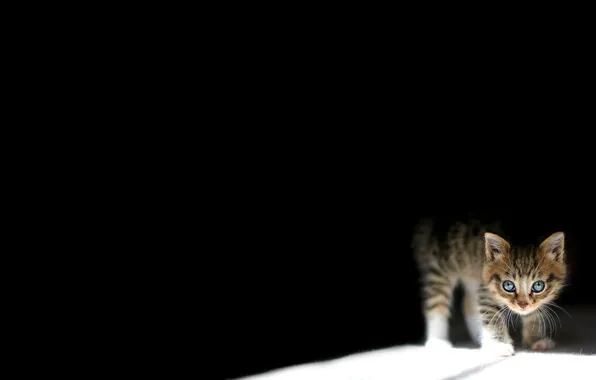 Picture mustache, light, darkness, kitty, eyes, shadow, small, black background