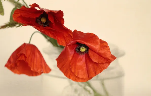Flowers, background, Maki