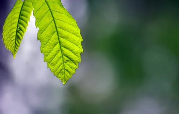 Picture macro, glare, background, foliage
