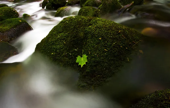 Water, river, stones, leaf, moss