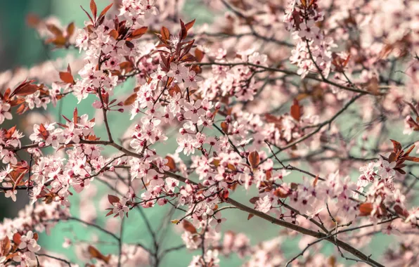 Color, Spring, Plant, Branch, Branches, Plants, Flower, Flowers