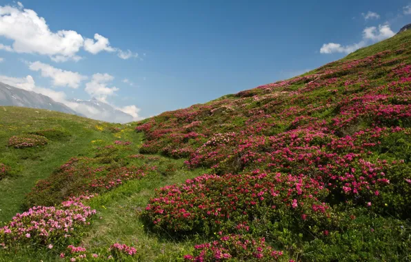 Greens, the sky, grass, the sun, clouds, flowers, mountains, hills