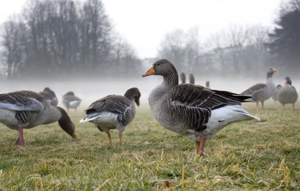 Picture autumn, grass, trees, fog, glade, geese