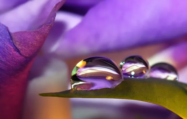 Flower, drops, nature, reflection