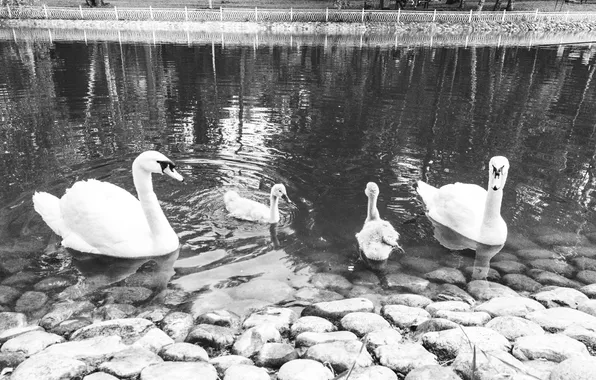 Animals, birds, lake, black and white, Russia, swans, monochrome, monochrome