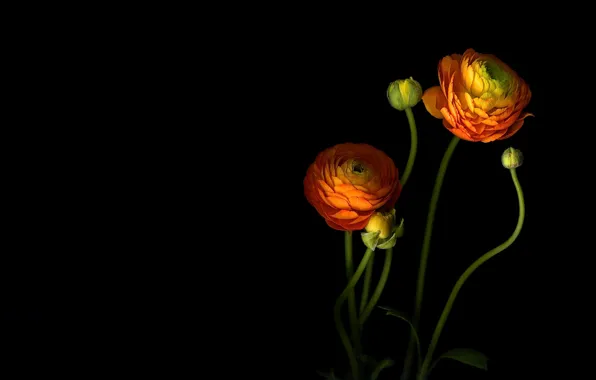 Light, shadow, petals, stem, buds