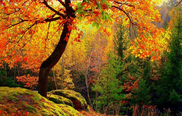 Autumn, forest, leaves, trees, moss, yellow