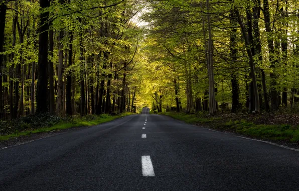 Picture road, forest, summer