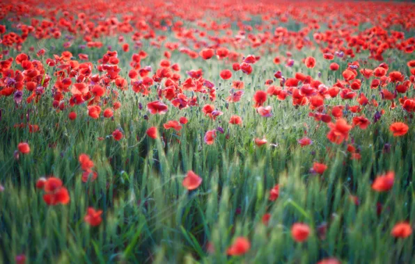Field, summer, flowers, glade, Maki, meadow, red, a lot