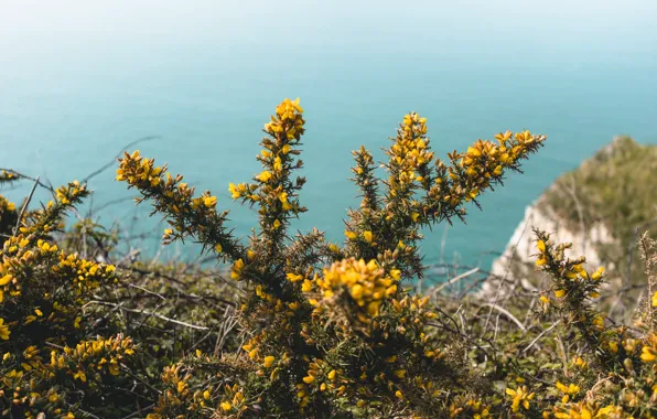 Water surface, Matt Hardy, flora, yellow flowers, water surface, ulex europaeus, gorse european, ellow flowers