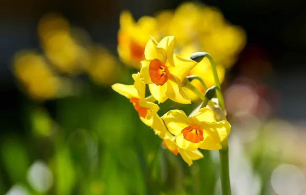 Macro, yellow, daffodils, bokeh