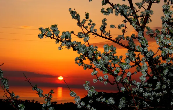 Picture the sky, the sun, clouds, sunset, flowers, tree