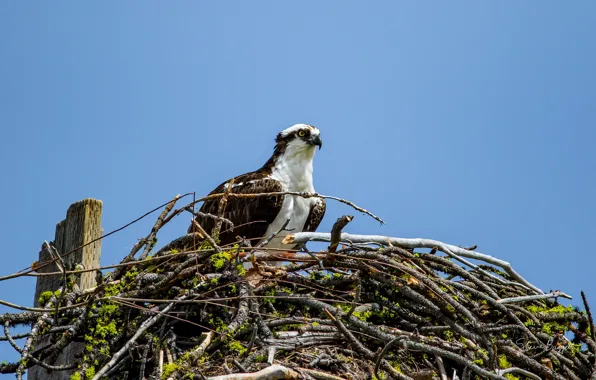 The sky, look, bird, socket, Osprey